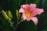 Pink & Yellow Lily_05438